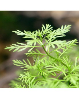 Myriophyllum  'mattogrossense' - Limited Edition